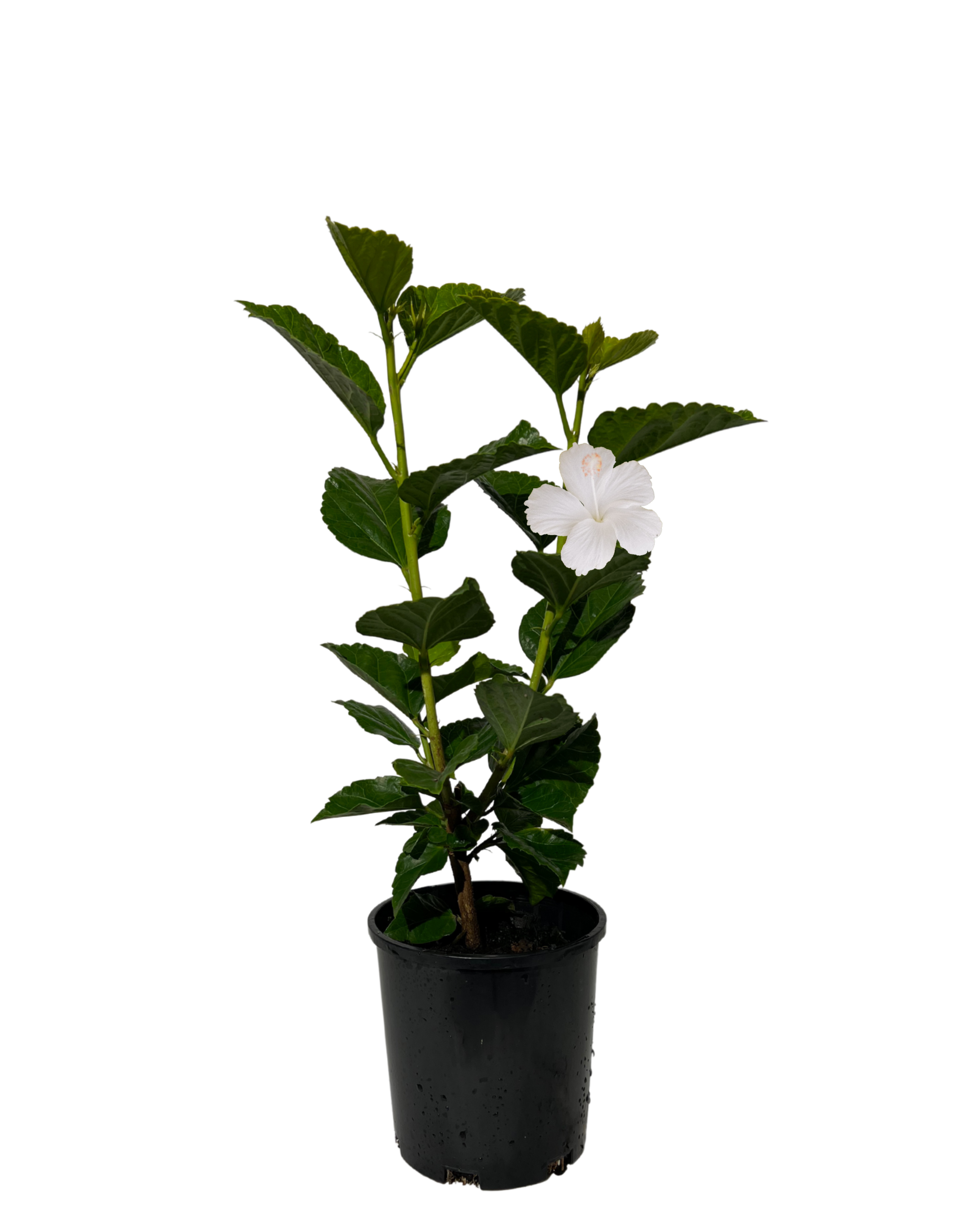 Hibiscus White Kalakaua
