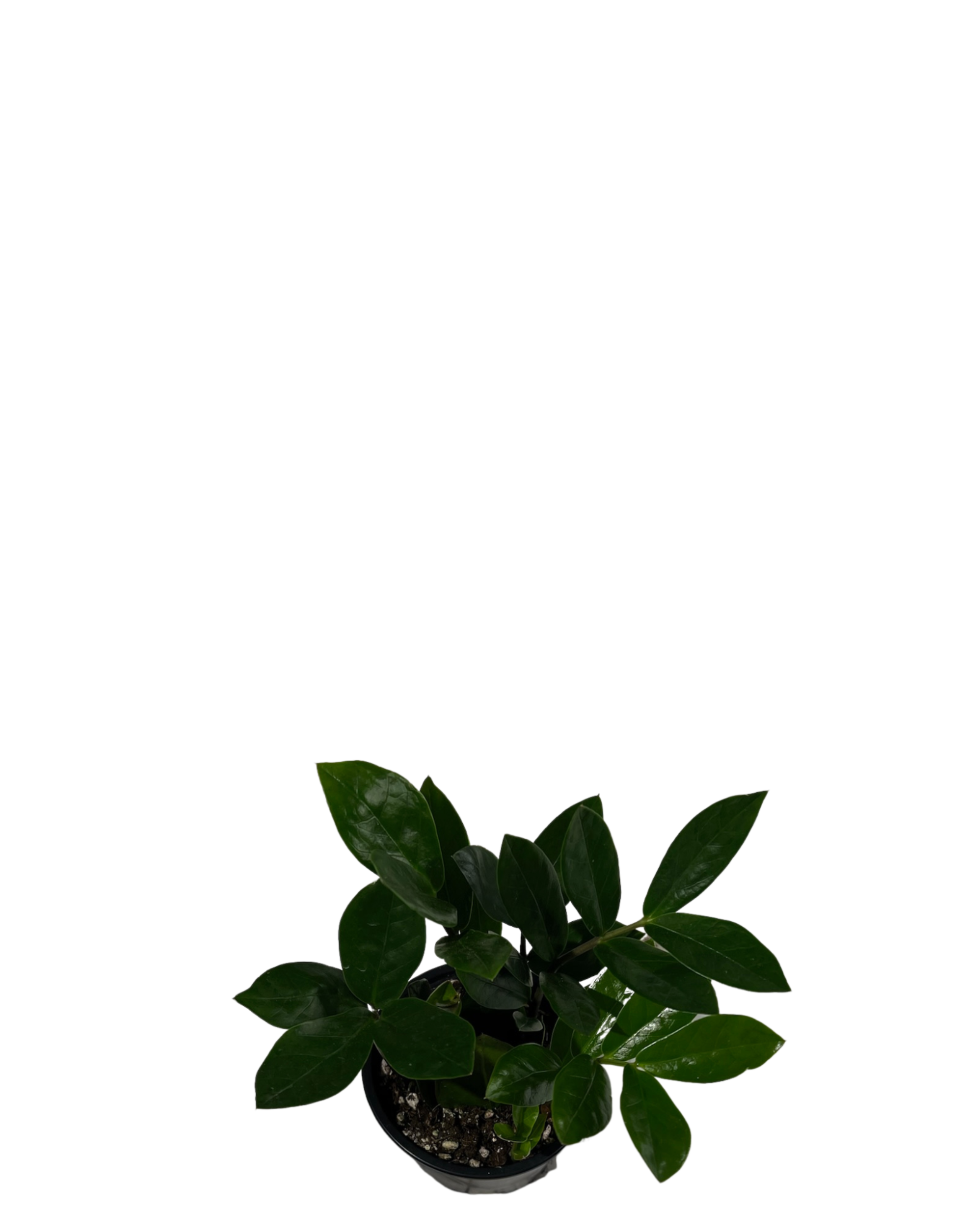 ZZ Plant - Zamioculcas Zamiifolia